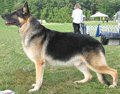 GermanShepard