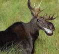 happy moose