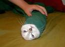 burrito cat