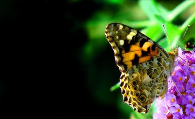 Butterfly
