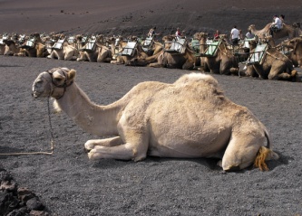 Camello de Lanzarote. Simboliza  \"¿me llevas?\"