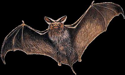 Vampire