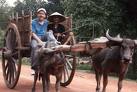 Ox Cart