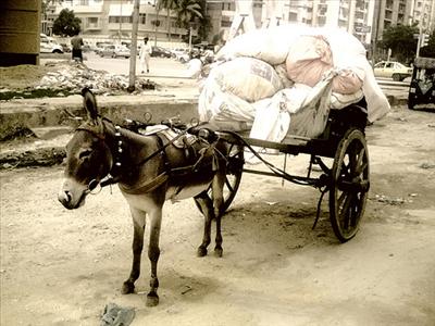 Donkey cart