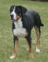 A dog