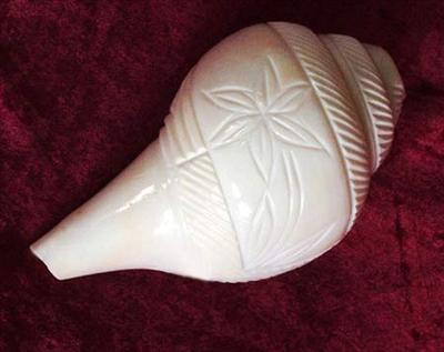 Conch Shell