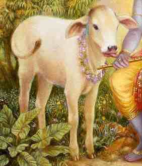 Krsna's Cow