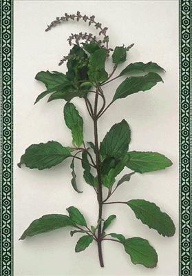 Tulsi Manjari