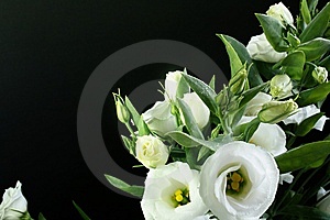 witte bloem 2