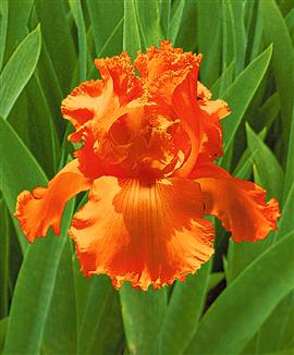 oranje bloem