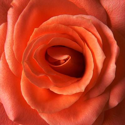 Oranje bloem 2
