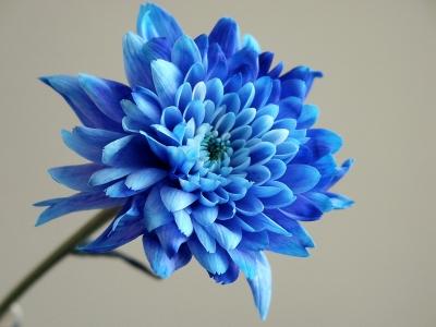 blauwe bloem 2