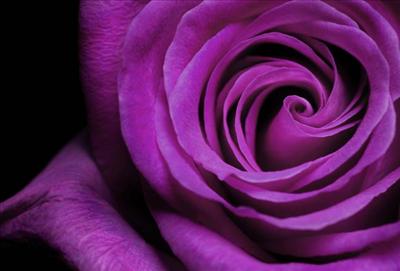 paarse bloem 2