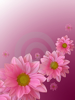 roze bloem 2