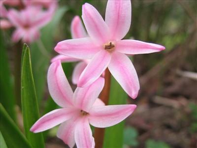 roze bloem 1