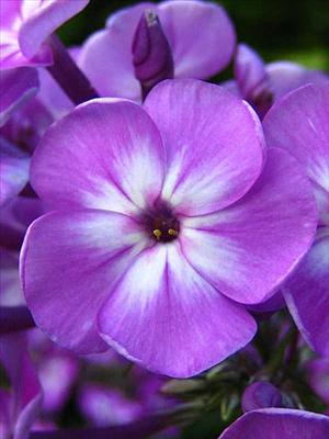 paarse bloem
