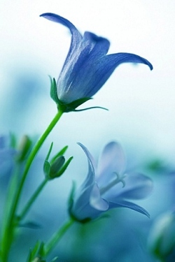 blauwe bloem 1