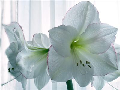 witte bloem