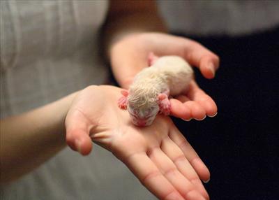 Cat's baby