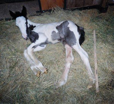 Horse's baby