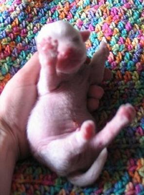 Dog's baby