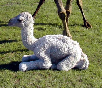 Camel's baby