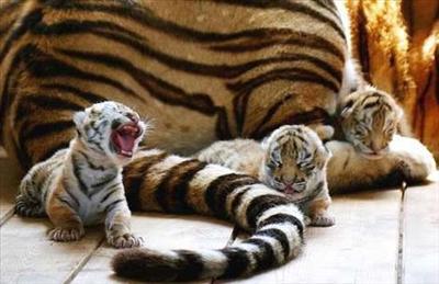 Tiger's baby