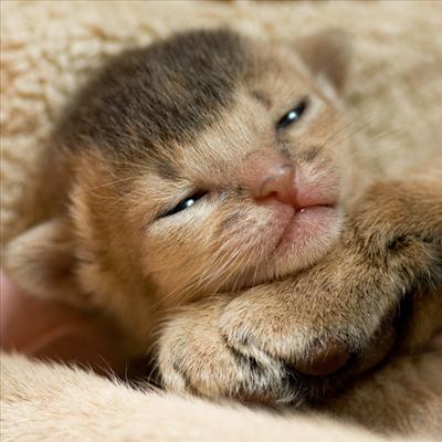 Lion's baby