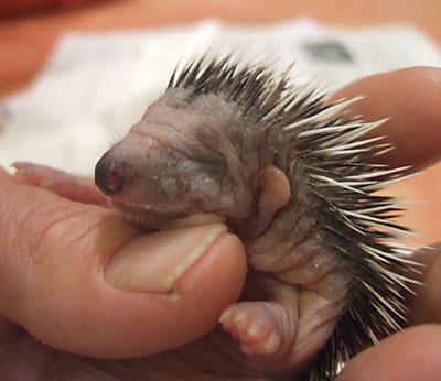 Igel's baby