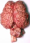 Brain