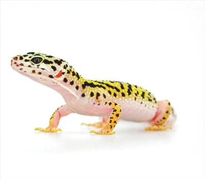 Gecko