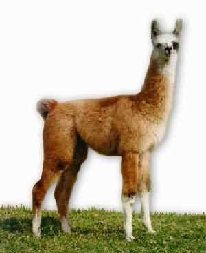 Llama