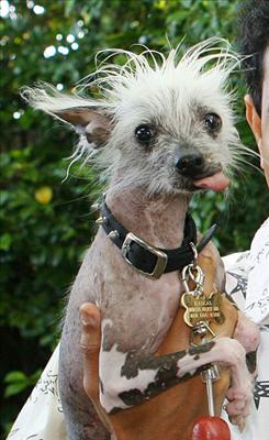 Canine Rascal
