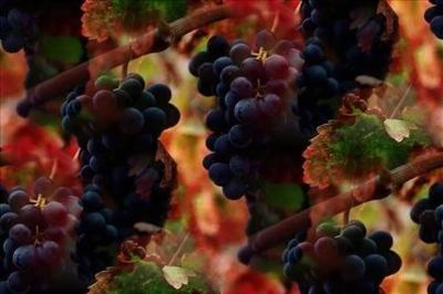 Autumn Grapes