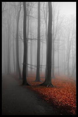 Misty Trees