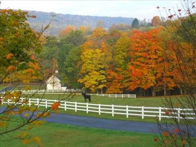 Country-scape