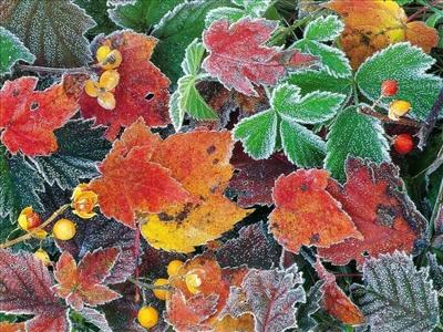 Frosty Leaves