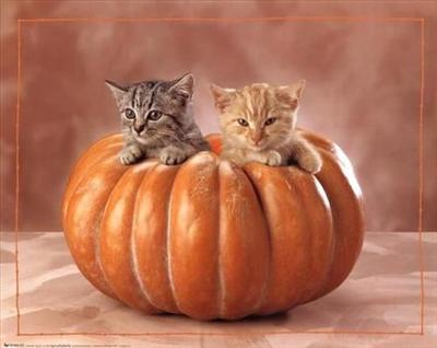 Pumpkin Kittens