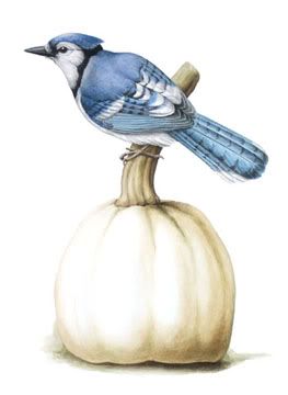 Blue Jay Pumpkin