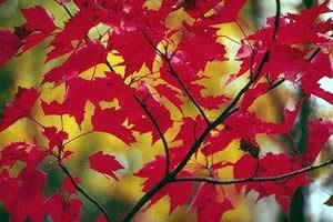 Scarlet Leaves