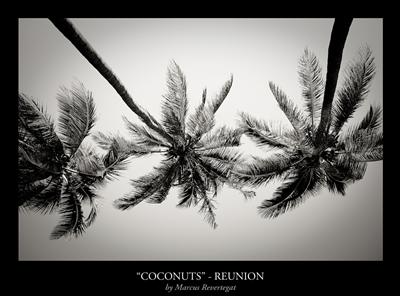 Coconuts