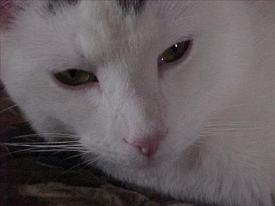 Blofica