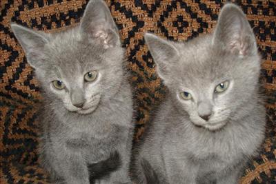 Azul Ruso