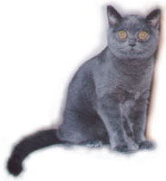 British shorthair