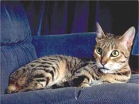 California Spangled Cat