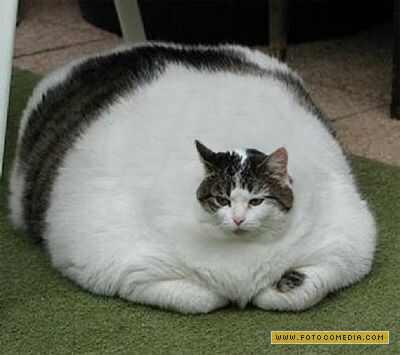 Gato Globo (no Existe)