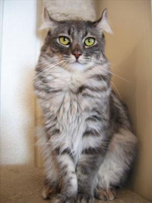 Curl