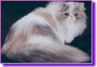 Persa