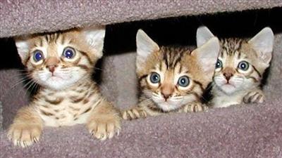 Bengal
