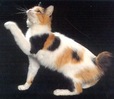 Bobtail Japonés